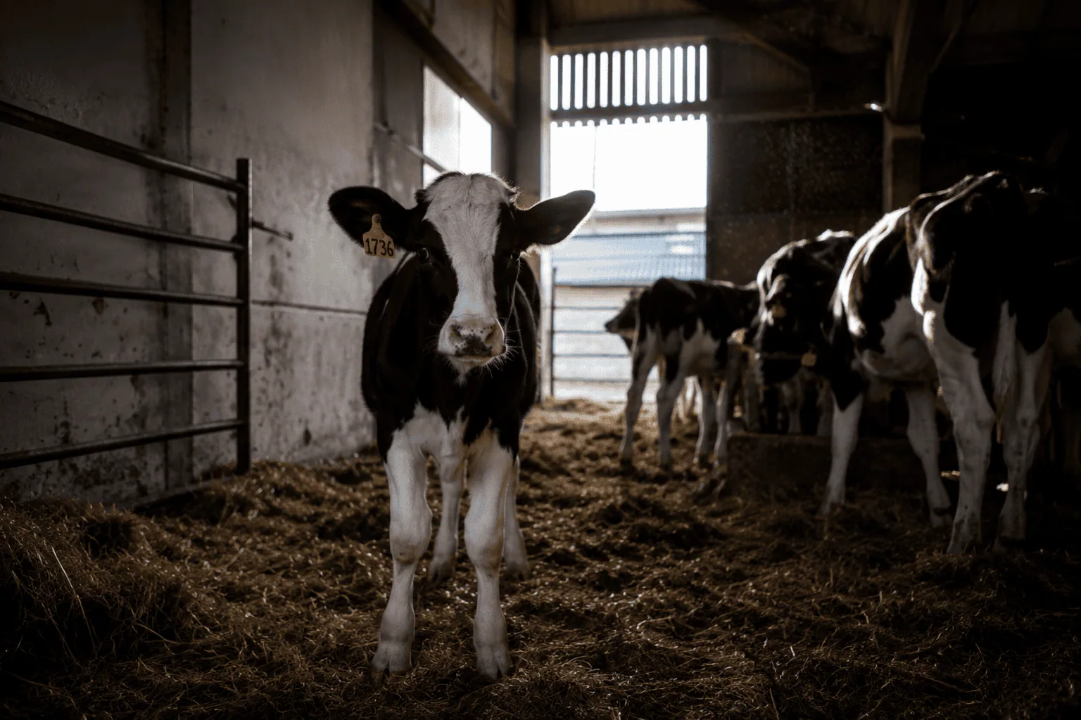 cows in stable